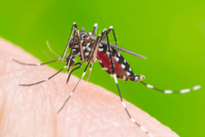 Muỗi aedes gây nên sốt xuất huyết