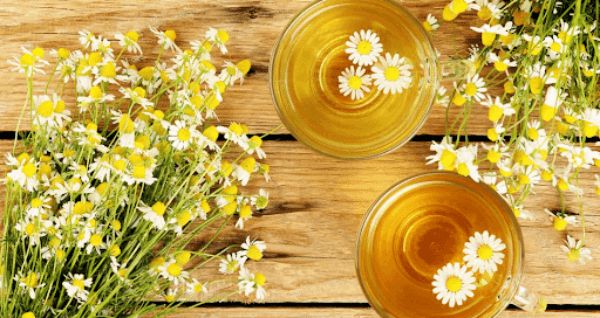 trà hoa cúc cải thiện đau họng