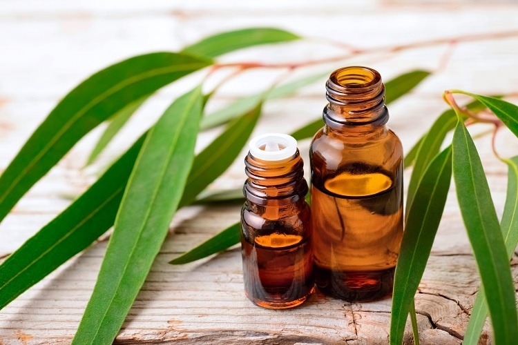 dầu khuynh diệp hạ sốt