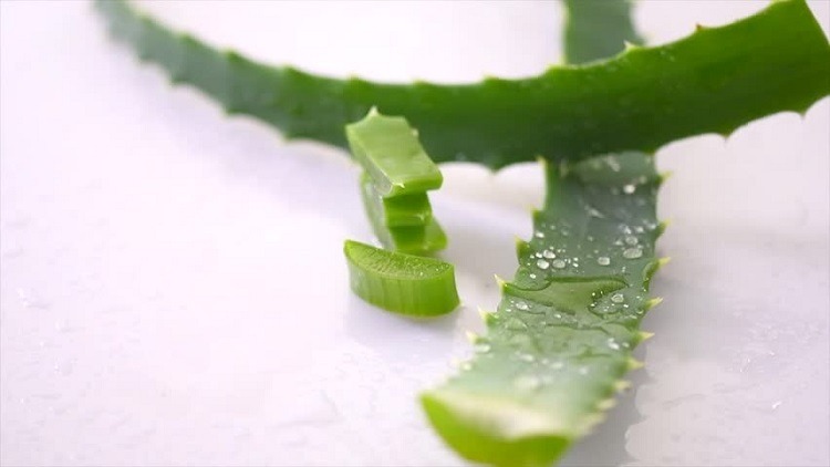 Nha đam giúp cải thiện sức khỏe răng miệng
