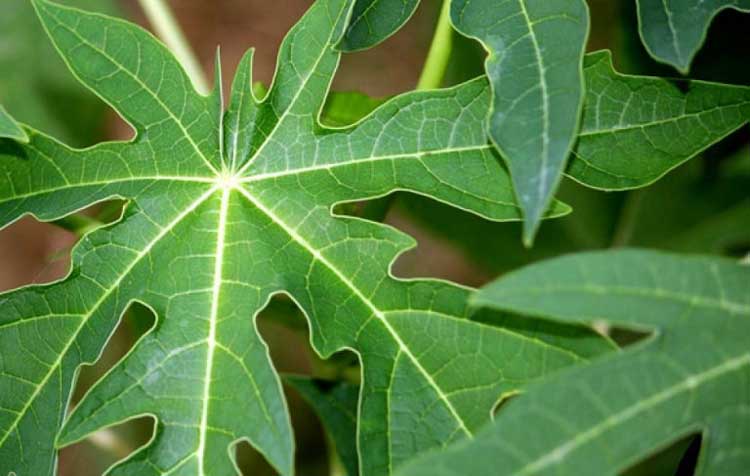 Lá đu đủ có chứa nhiều flavonoid, các hợp chất phenolic và khoáng chất.