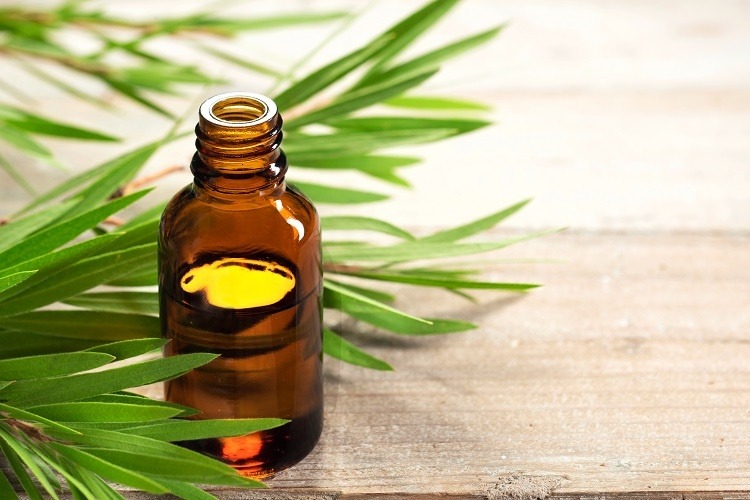 tràm trà trị sốt