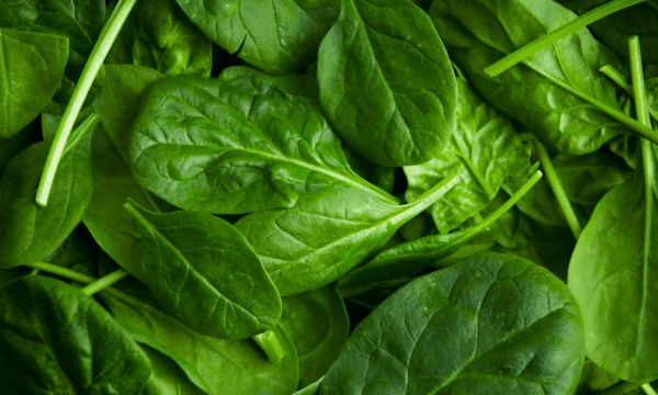 Thêm rau bina vào bữa ăn trong thời gian bị cảm cúm sẽ giúp cơ thể bổ sung thêm vitamin