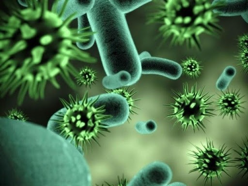 sởi gây ra bởi virus