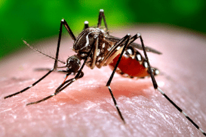 Muỗi aedes gây sốt xuất huyết