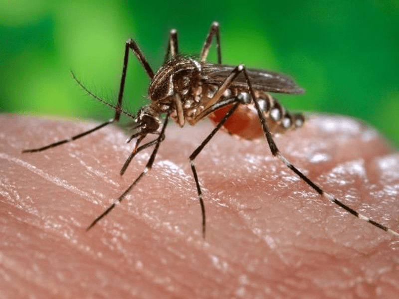 Sốt xuất huyết do muỗi Aedes gây nên