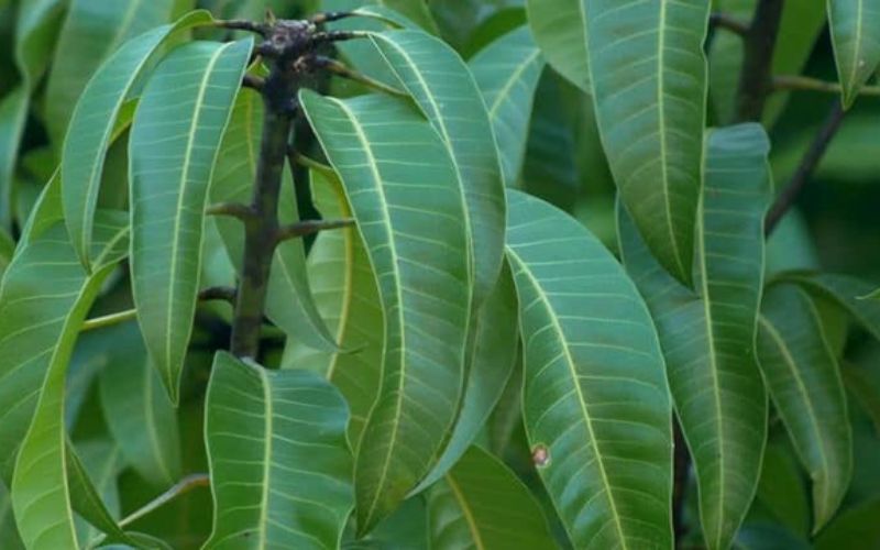 Mẹo dân gian chữa bệnh chân tay miệng bằng lá xoài