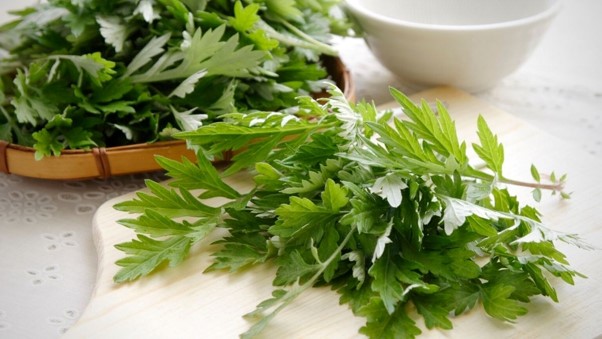 Sử dụng lá ngải cứu làm thuốc điều trị cảm
