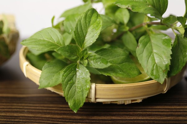 Chữa cảm cúm bằng lá bạc hà hiệu quả