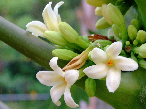 Bông đủ đủ được chưng trị viêm họng tại nhà hiệu quả 