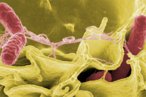 vi khuẩn Salmonella typhi