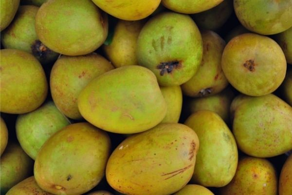 Cách trị tiêu chảy bằng hồng xiêm xanh khá phổ biến trong dân gian.