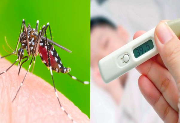 Bệnh sốt xuất huyết là gì?