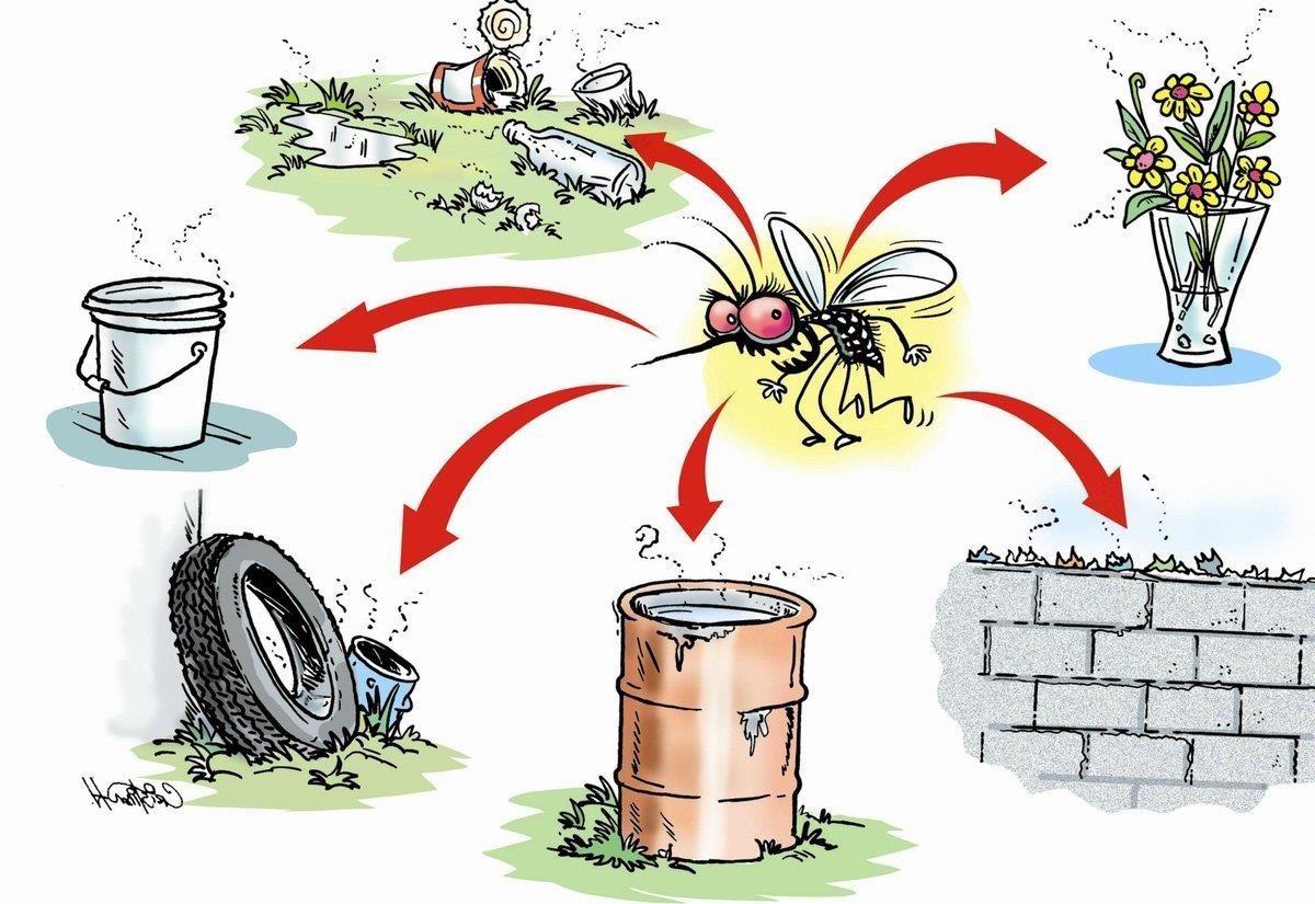 Những môi trường muỗi dễ phát triển